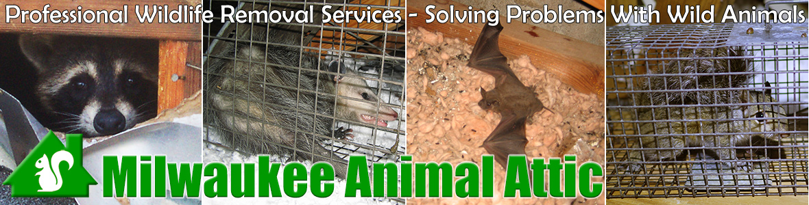 Milwaukee Animal Attic